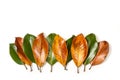 Green and brown magnolia leaves on a white background