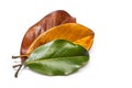 Green and brown magnolia leaves on a white background