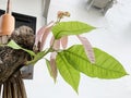 Green and brown mango shoots grow next to a tree that was cut down