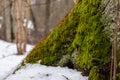 Green and brown moss, snow, forest and pine tree. Royalty Free Stock Photo