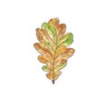 Green brown oak leaf isolated on white background. Hand drawn watercolor illustration. Autumn. Leaf fall Royalty Free Stock Photo