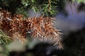 Green & Brown Pine Tree Branch, Dark Bokeh Background Royalty Free Stock Photo