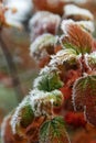 Green and brown raspberry leaves covered frost in late autumn Royalty Free Stock Photo
