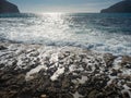 Green brown sea algae on rocky sea bank Royalty Free Stock Photo