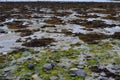 Green and brown seaweed on seashore Royalty Free Stock Photo