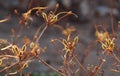 Green-brown seeds on brown branches lit by the sun