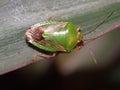 a green and brown Stink Bug (family Pentatomidae) Royalty Free Stock Photo