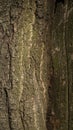 green and brown trunk wood