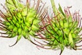 green-brown Velcro seeds with barbs Royalty Free Stock Photo