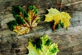 Green, brown and yellow autumn leaves on a wooden background Royalty Free Stock Photo