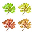 Green brown yellow red maple leaf isolated Royalty Free Stock Photo