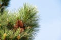 Green brunch of a fir tree against clear blue sky in a park Royalty Free Stock Photo