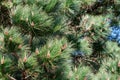 Green brunch of a fir tree against clear blue sky in a park Royalty Free Stock Photo