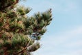 Green brunch of a fir tree against clear blue sky in a park Royalty Free Stock Photo