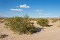 Green Brush in Barren Desert