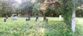 Green brush and old headstones at dawn Royalty Free Stock Photo