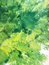green brush strokes on canvas close up Royalty Free Stock Photo