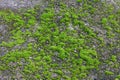 green bryophyta plant growing outdoor on the pavement