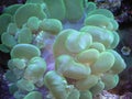 Green Bubble Coral Royalty Free Stock Photo