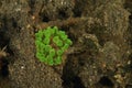 Green bubble coral