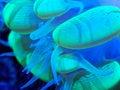Green bubble coral with tentacles extended Royalty Free Stock Photo