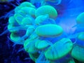 Green bubble coral with tentacles extended Royalty Free Stock Photo