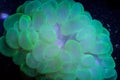 Green bubble coral in aquarium
