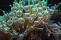 Green bubble-tip anemone Entacmaea quadricolor Royalty Free Stock Photo
