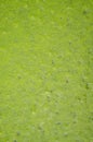 Green bubbles on green wate Royalty Free Stock Photo