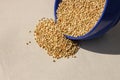 Green buckwheat in blue porcelain bowl, natural shadow.Dry unroasted whole grain superfood flat lay.Organic healthy food Royalty Free Stock Photo