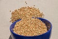 Green buckwheat in blue porcelain bowl, natural shadow.Dry unroasted whole grain superfood flat lay.Organic healthy food Royalty Free Stock Photo