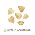 Green buckwheat isolated. Vector illustration