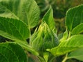 Green bud Royalty Free Stock Photo