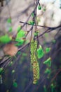 Green Bud on a branch of birch Tree Spring Seasonal item of Nature macro Royalty Free Stock Photo