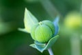 Green bud in the Garden , close up Royalty Free Stock Photo