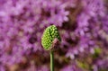 Giant onion flower bud closeup. soft purple onion flowers in the background Royalty Free Stock Photo