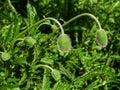 Green Bud Poppy flowers with Nature Background Royalty Free Stock Photo