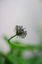 Green bud of poppy plant