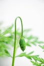 Green bud of poppy plant