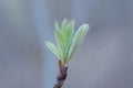 green bud with small gray leaves on thin branches