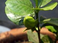 A green bud of a special kind of flower in our roof garden