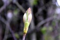 Green bud in spring Royalty Free Stock Photo