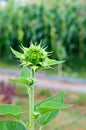 Green bud sunflower Royalty Free Stock Photo