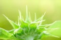 Green bud sunflower Royalty Free Stock Photo