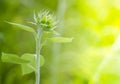 Green bud sunflower Royalty Free Stock Photo