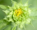 Green bud sunflower Royalty Free Stock Photo