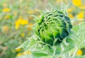 Green bud sunflower Royalty Free Stock Photo