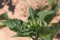 A green bud sunflower Royalty Free Stock Photo