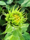 Green Bud Sunflower Royalty Free Stock Photo