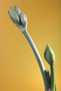 Green Bud of White Lily Royalty Free Stock Photo